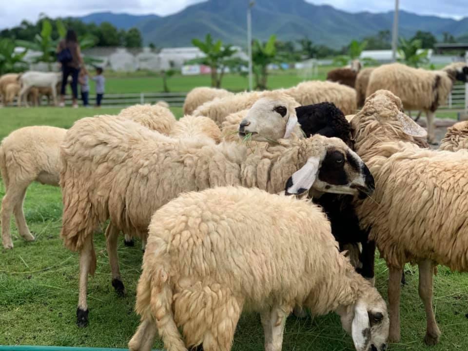 Oon Valley Farm Stay San Kamphaeng Zewnętrze zdjęcie